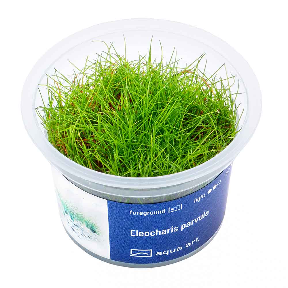 Aqua Art Eleocharis parvula in Vitro Cup