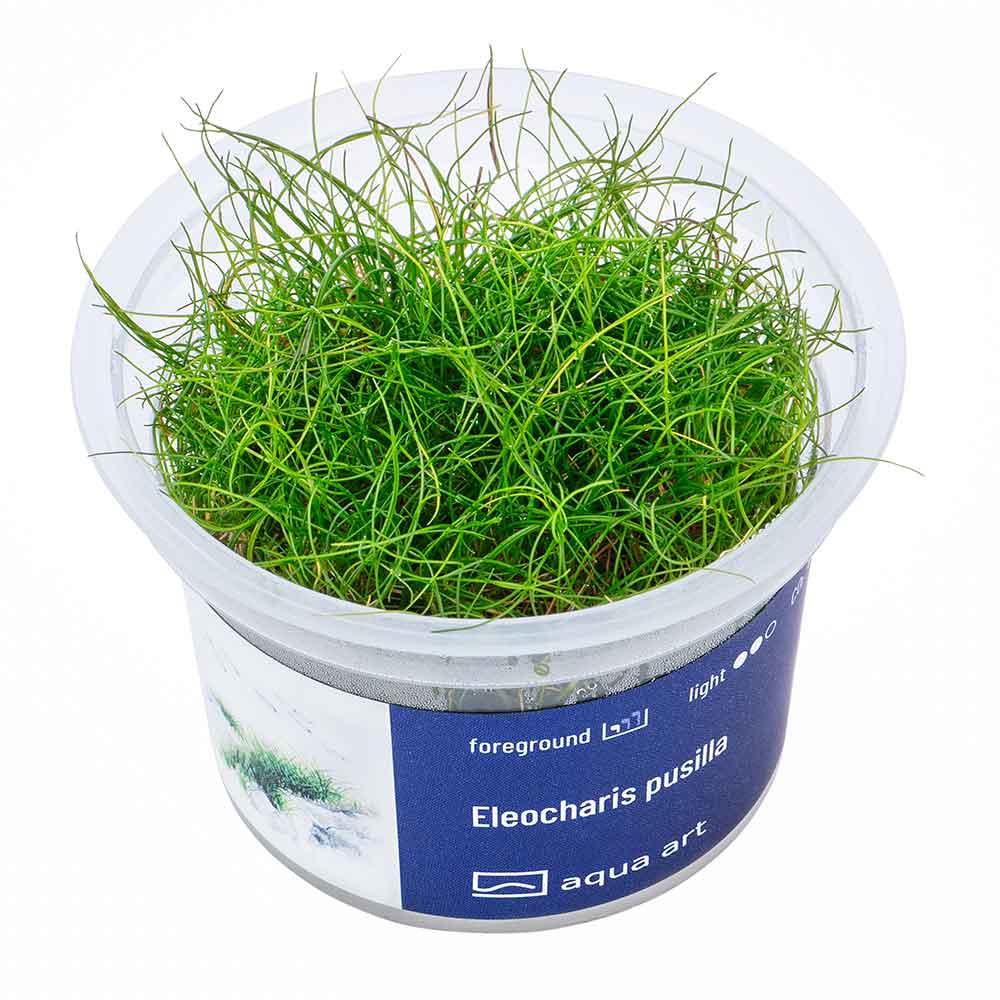 Aqua Art Eleocharis pusilla in Vitro Cup
