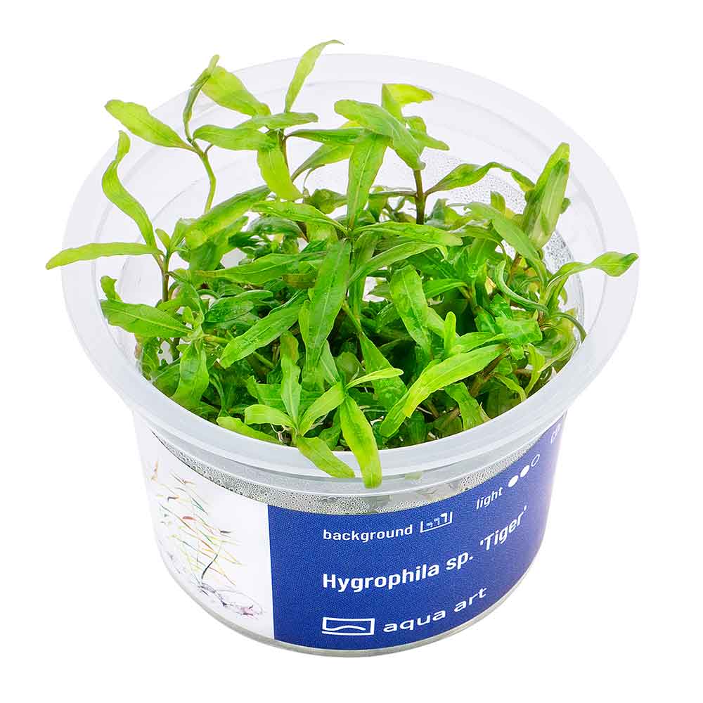 Aqua Art Hygrophila sp. "Tiger" in Vitro Cup