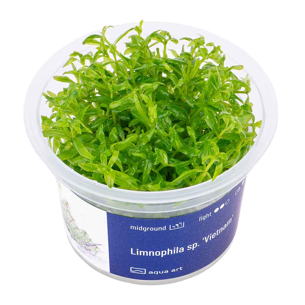 Aqua Art Limnophila sp. "Vietnam" in Vitro Cup