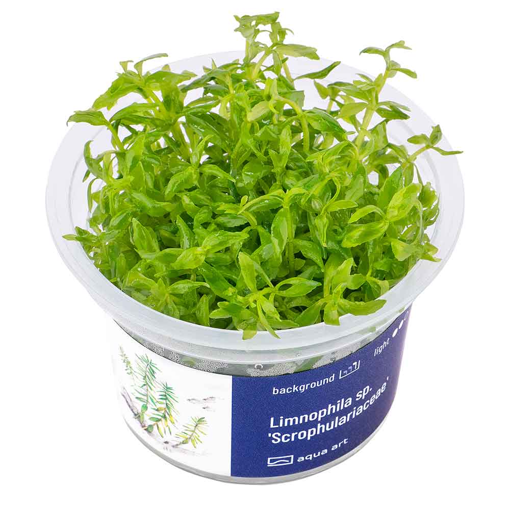 Aqua Art Limnophila sp. 'Scrophulariaceae' in Vitro Cup