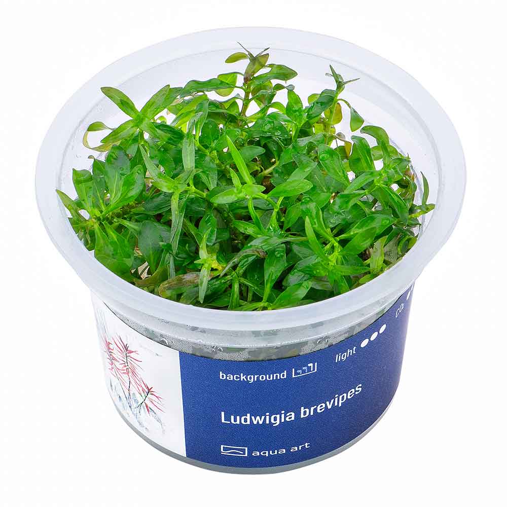 Aqua Art Ludwigia brevipes in Vitro Cup