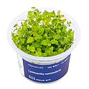Aqua Art Lysimachia nummularia in Vitro Cup