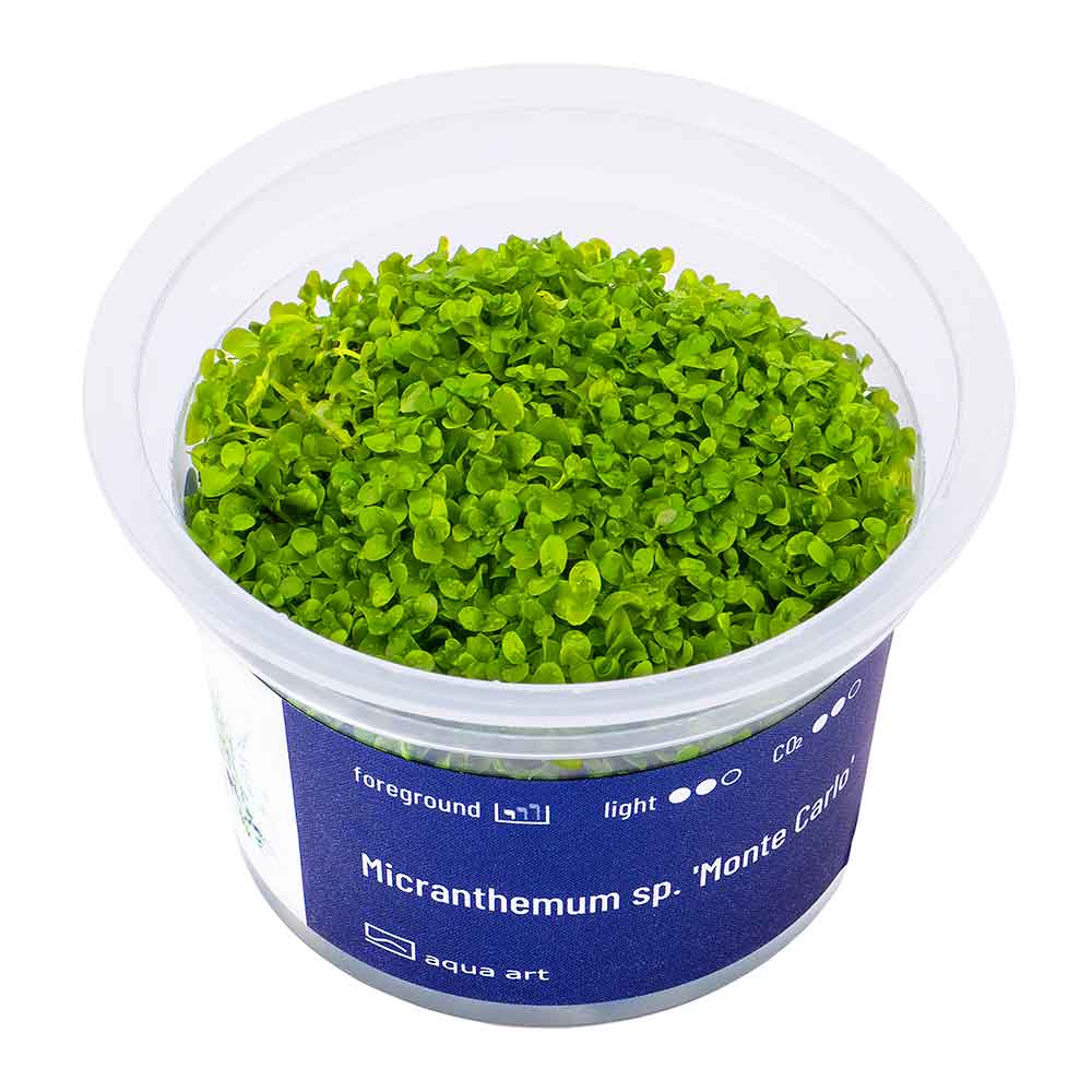 Aqua Art Micranthemum "Monte Carlo" in Vitro Cup