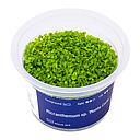 Aqua Art Micranthemum "Monte Carlo" in Vitro Cup