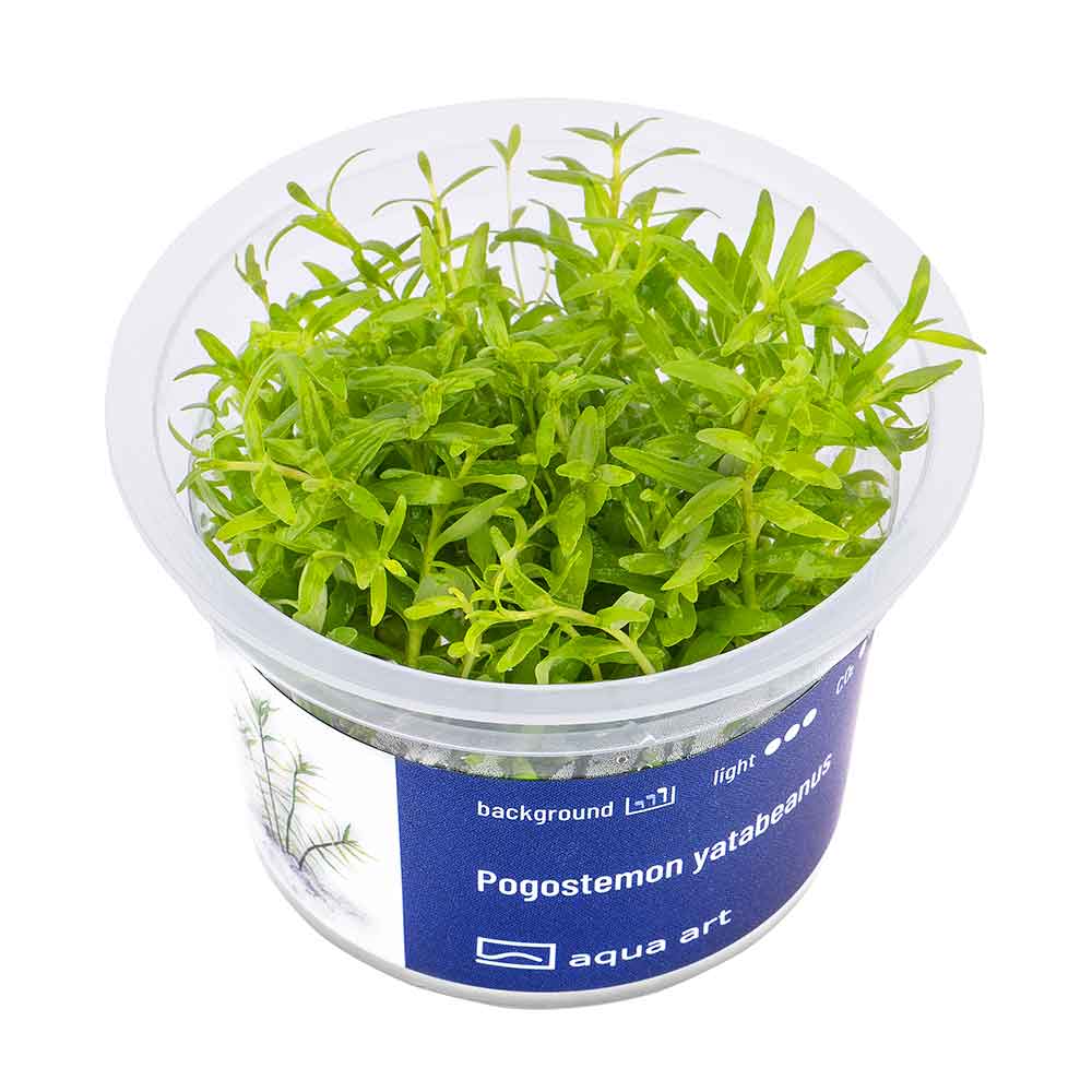 Aqua Art Pogostemon yatabeanus in Vitro Cup