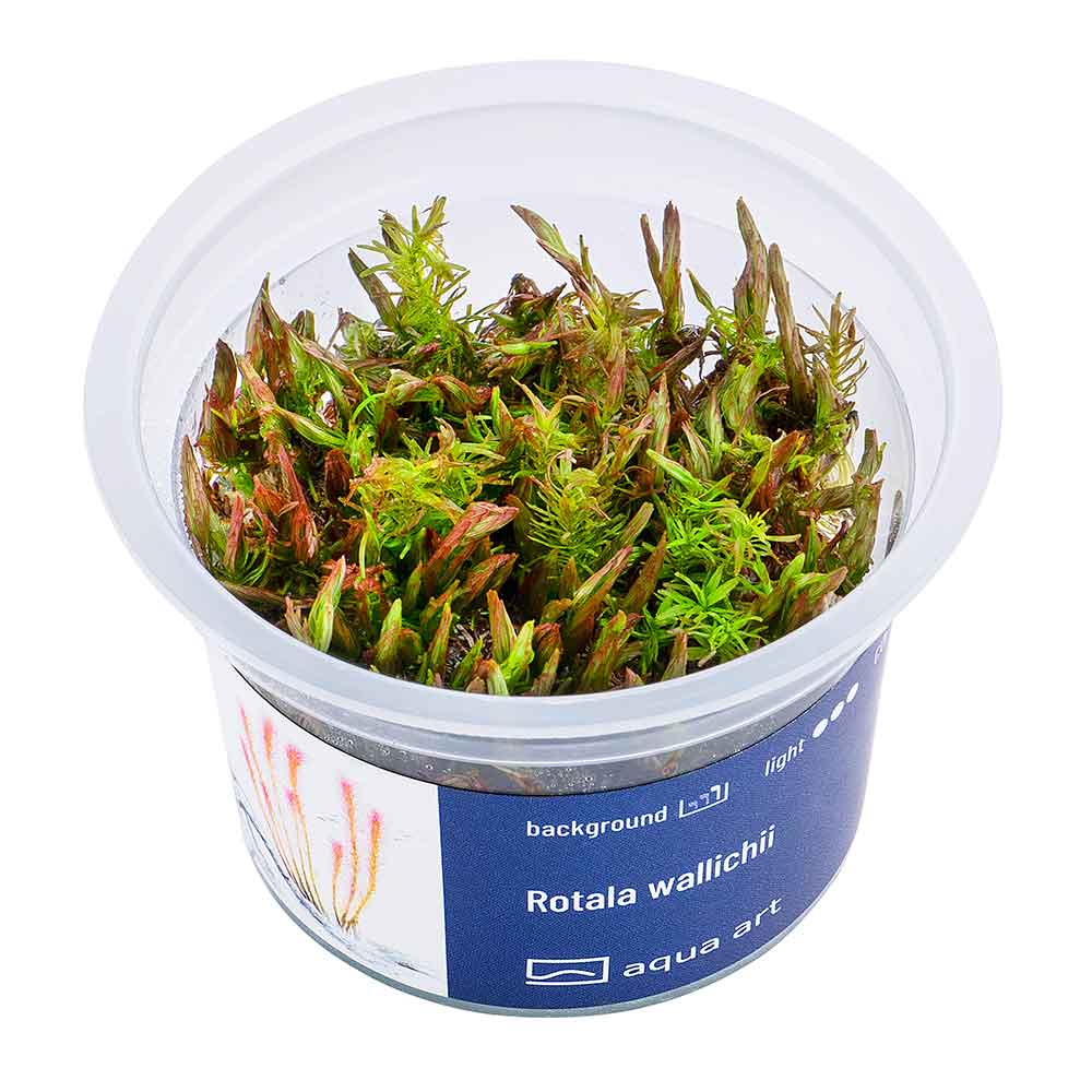 Aqua Art Rotala wallichii in Vitro Cup