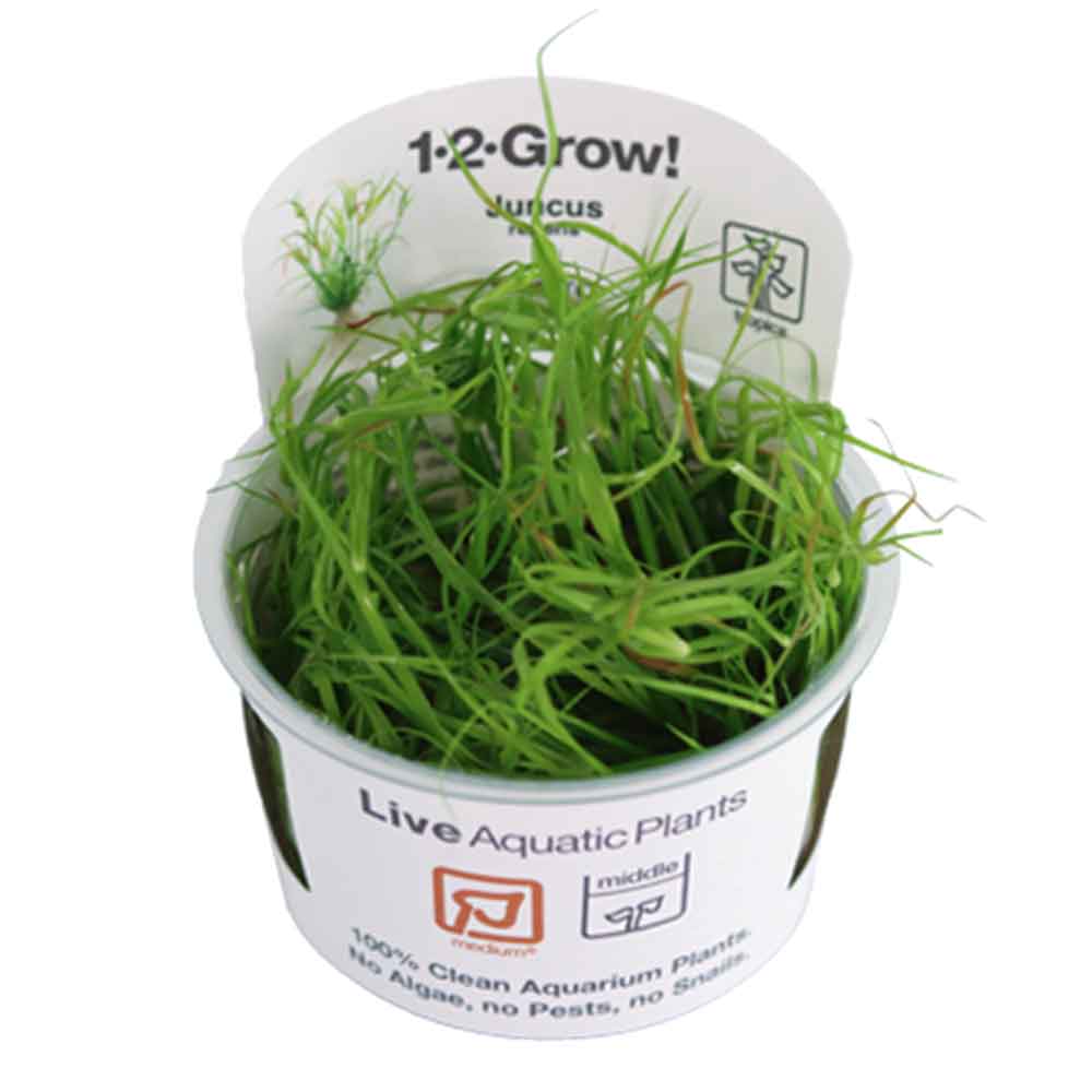 Tropica 1•2•Grow! Pianta Juncus repens in Vitro Cup