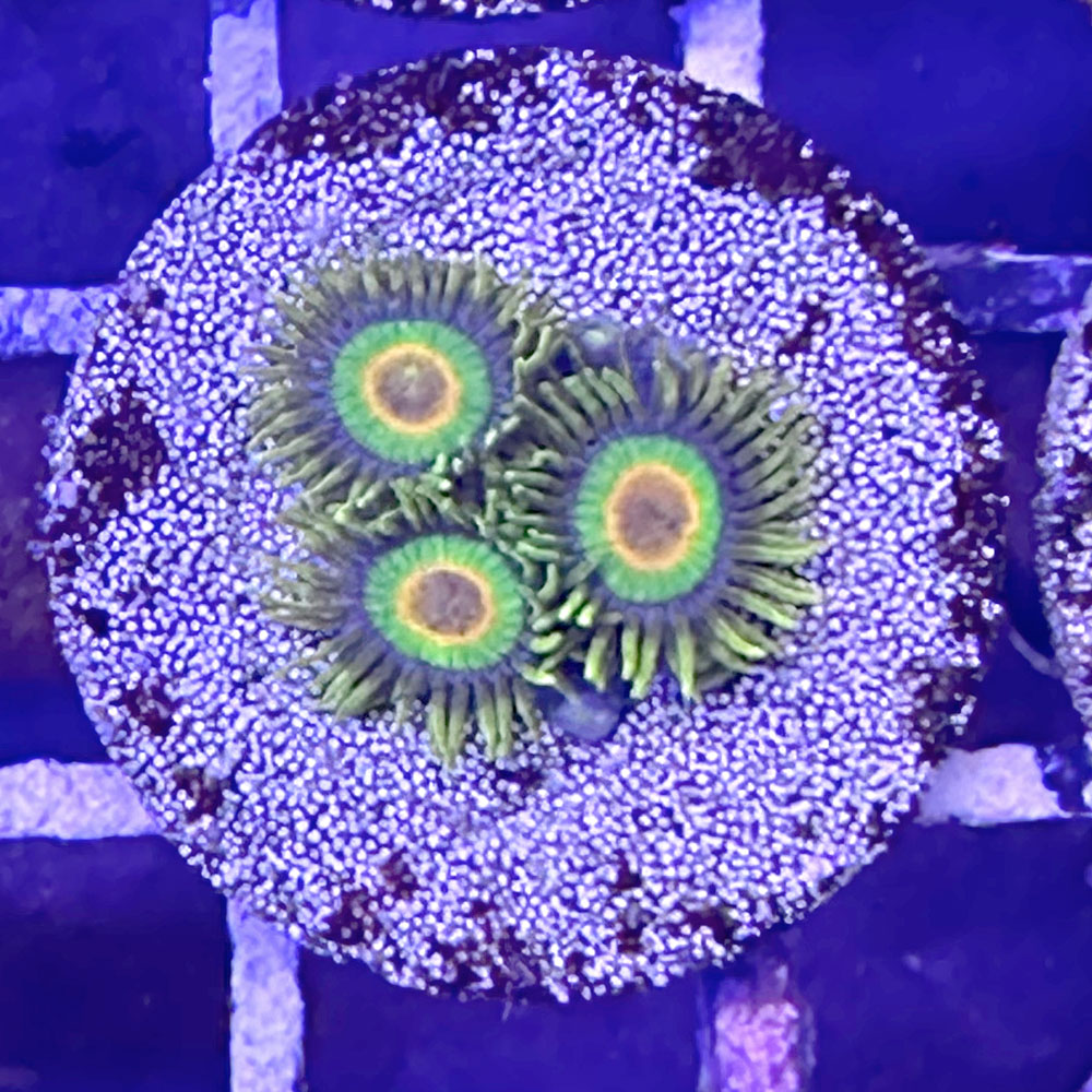 Zoanthus Rasta spp.