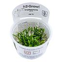 Tropica 1•2•Grow! Pianta Cryptocoryne parva in Vitro Cup
