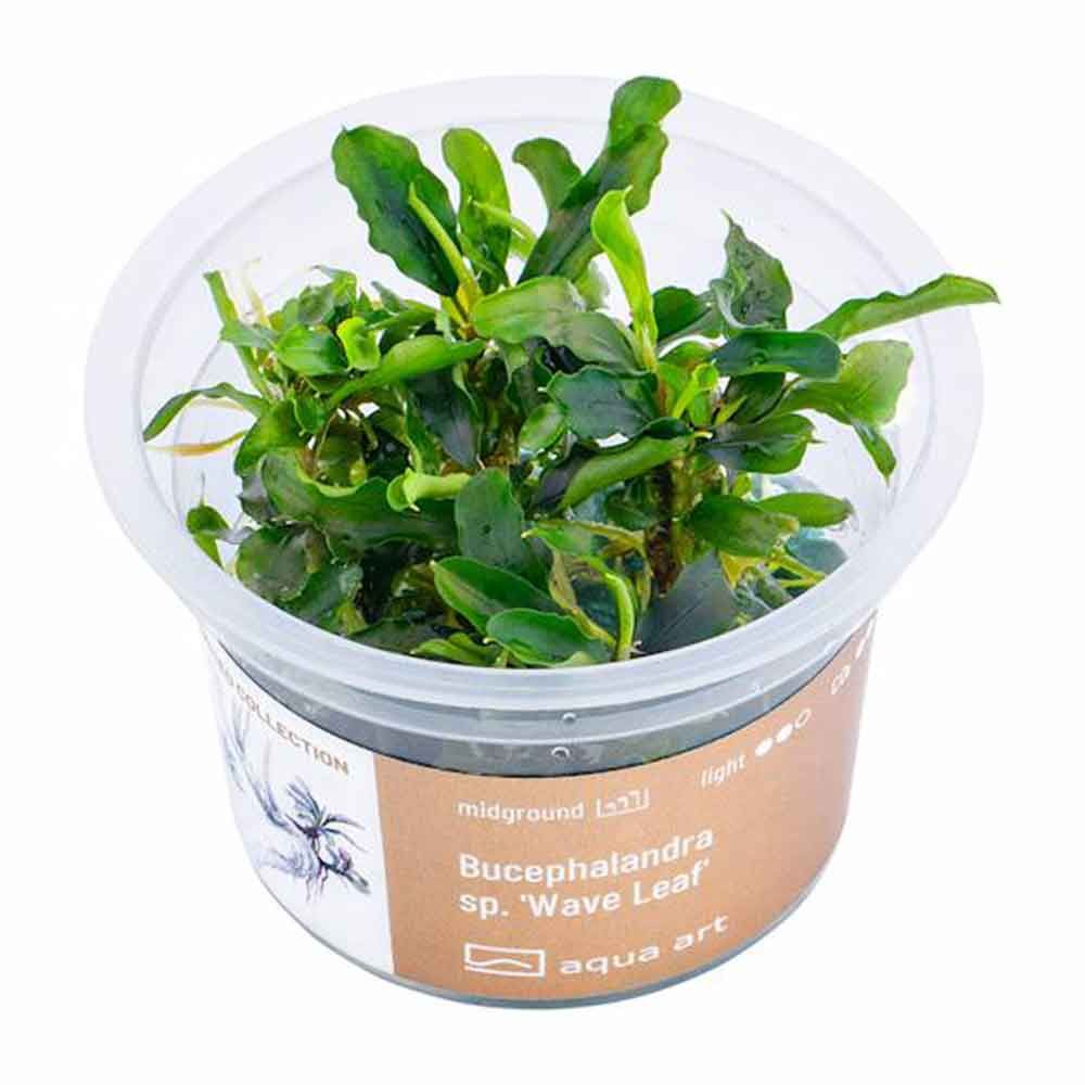 Aqua Art Bucephalandra sp "Wave Leaf" in Vitro Cup