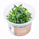 Aqua Art Bucephalandra sp. "Needle Leaf" in Cup Vitro