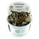 Tropica 1•2•Grow! Pianta Cryptocoryne wendtii "Mi Oya" in Vitro Cup