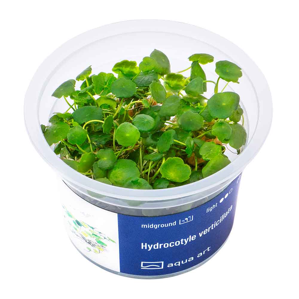 Aqua Art Hydrocotyle verticillata in Cup Vitro