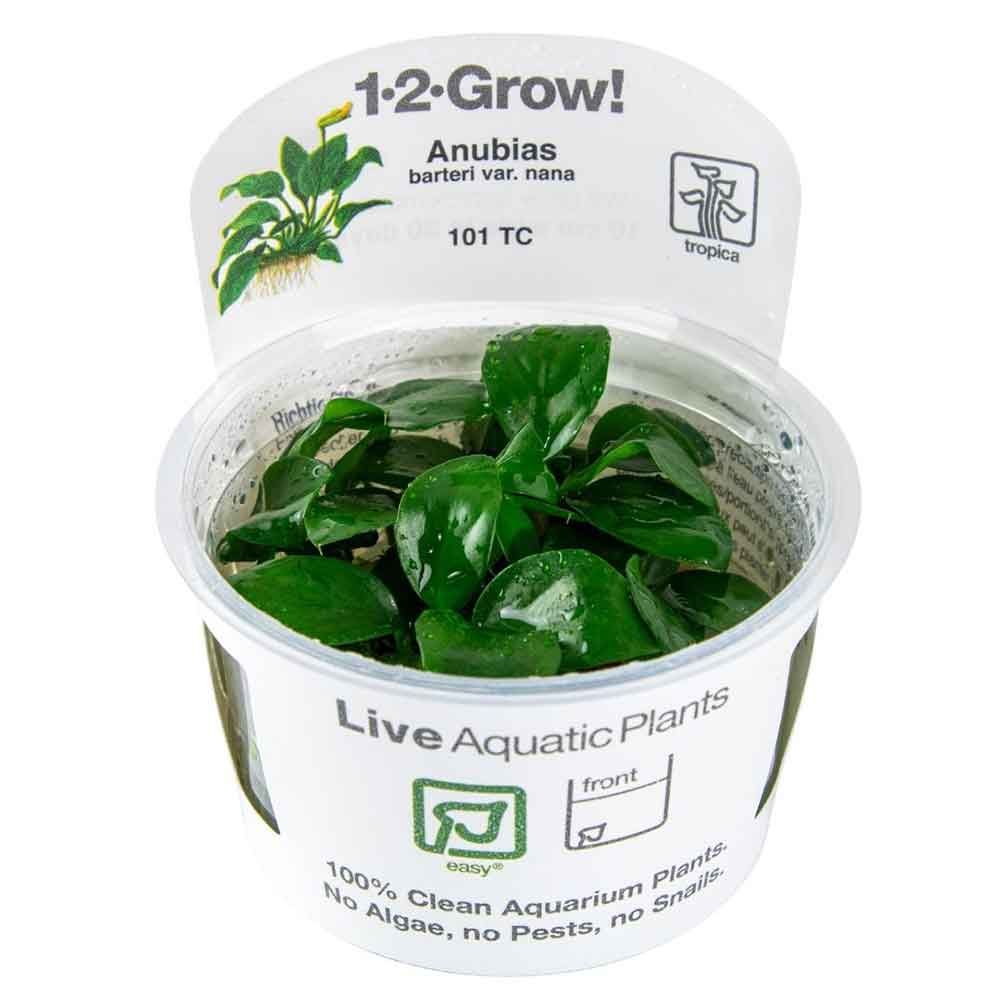 Tropica 1•2•Grow! Pianta Anubias barteri var. nana in Vitro Cup