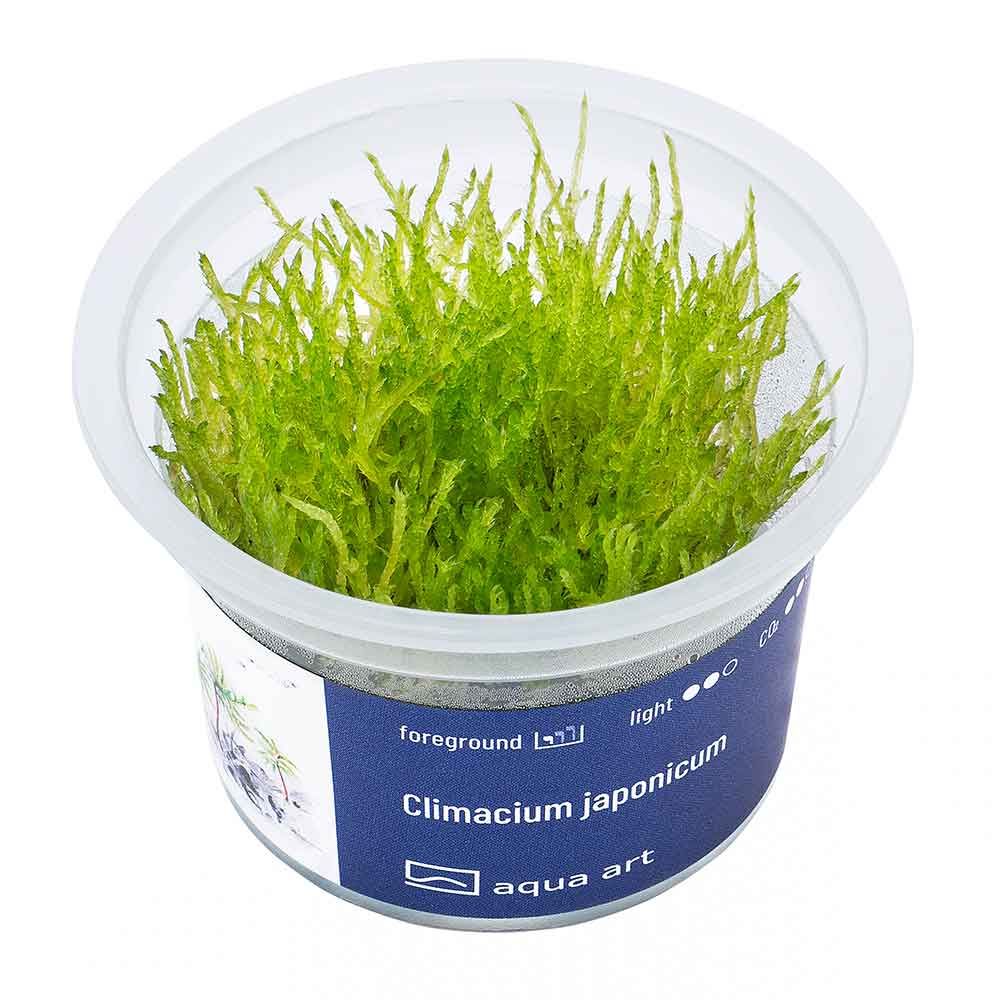 Aqua Art Climacium japonicum in Vitro Cup
