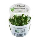 Tropica 1•2•Grow! Pianta Schismatoglottis prietoi in Vitro Cup