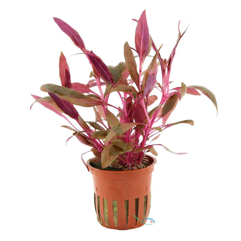 Tropica Pianta Alternanthera reineckii "Pink"