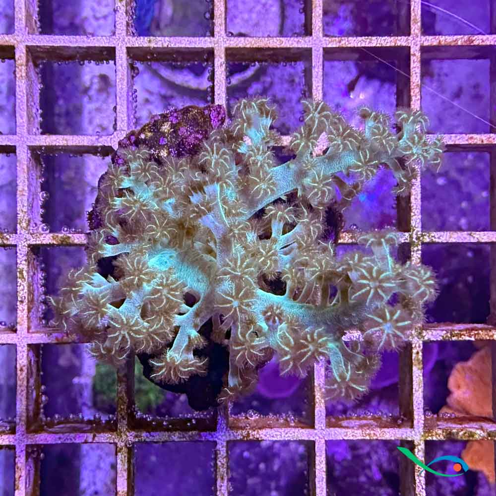 Coralli molli Sinularia Flexibilis "green" circa 8 cm