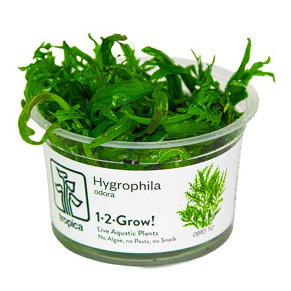 Tropica 1•2•Grow! Pianta Hygrophila odora in Vitro Cup