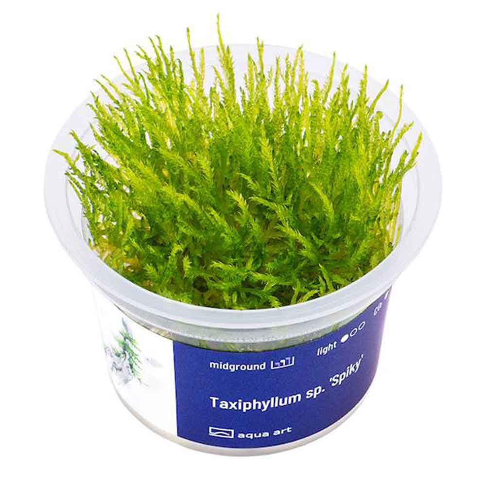 Aqua Art Taxiphyllum 'Spiky' in Vitro Cup