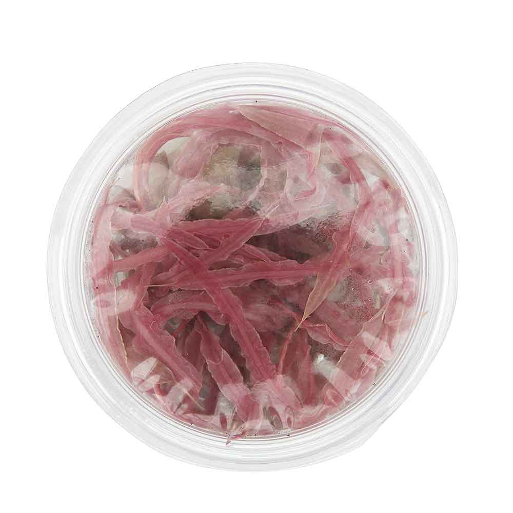 Cryptocoryne Balansae Pink in Cup Vitro