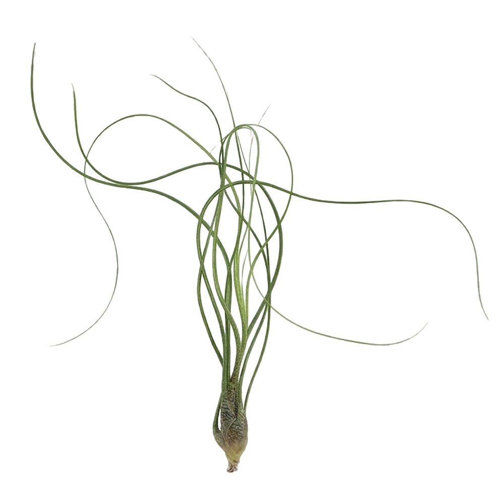 Aquafleur Terrarium Plant Paludario Tillandsia Butzii