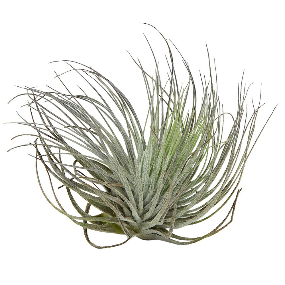 Aquafleur Terrarium Plant Paludario Tillandsia Magnusiana