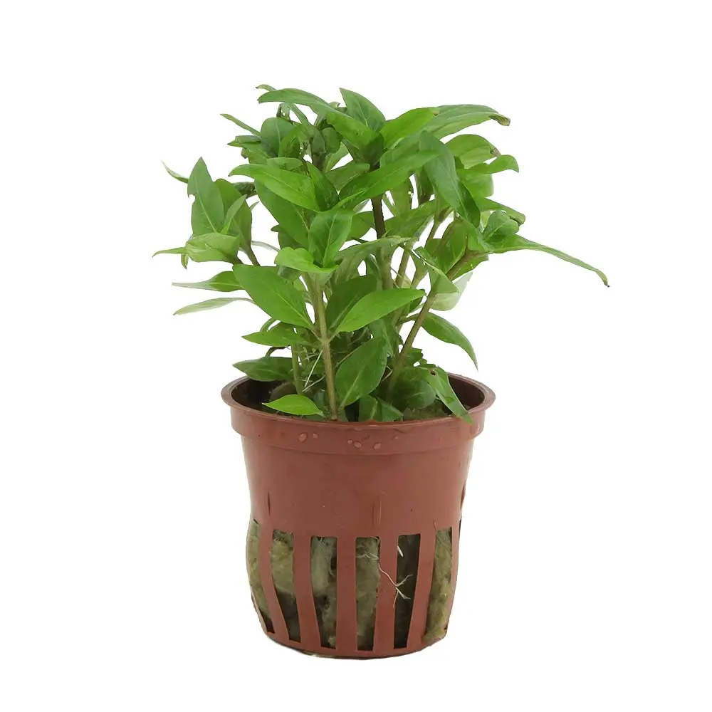 Tropica Pianta Staurogyne repens in vasetto