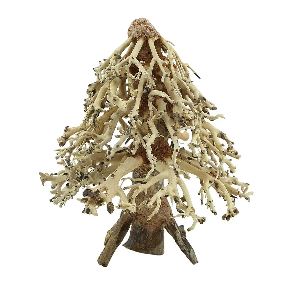 Amtra Legno Oriental Wind 8 Medium 1 con foto reale 16x15x20hcm