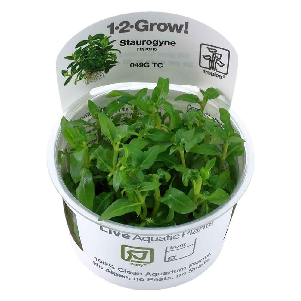Tropica 1•2•Grow! Pianta Staurogyne Repens in Vitro Cup