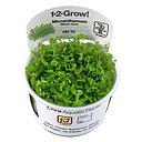 Tropica 1•2•Grow! Pianta Micrantherum tweediei "Monte Carlo" in Vitro Cup