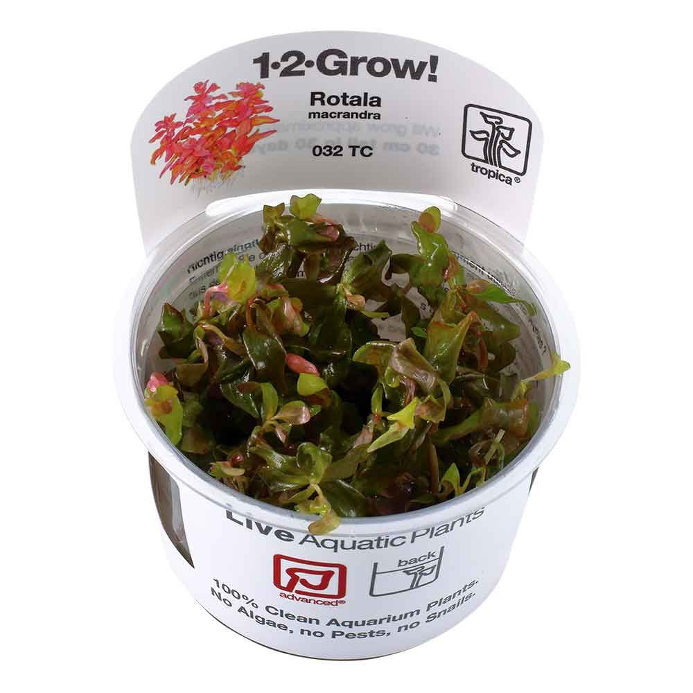 Tropica 1•2•Grow! Pianta Rotala Macranda in Vitro Cup