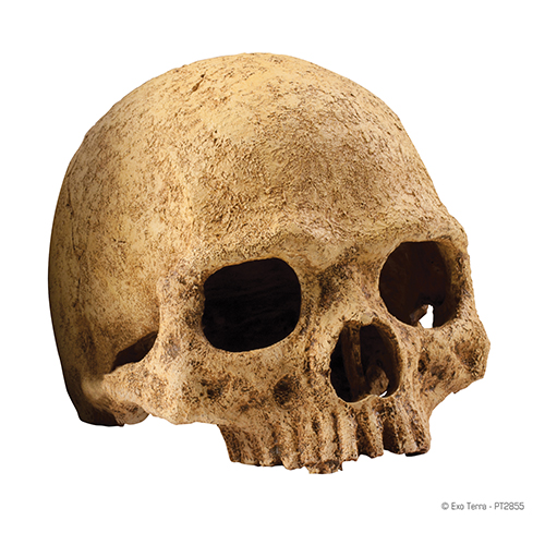 Exoterra Primate Skull nascondiglio sicuro per rettili