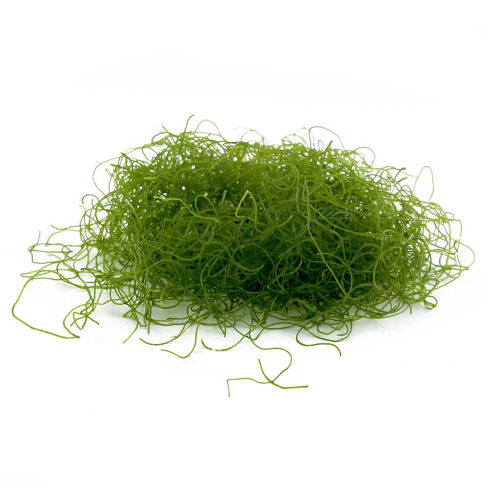 Alga Chaetomorpha per Refugium e Reattori ad Alghe porzione start circa 7cm