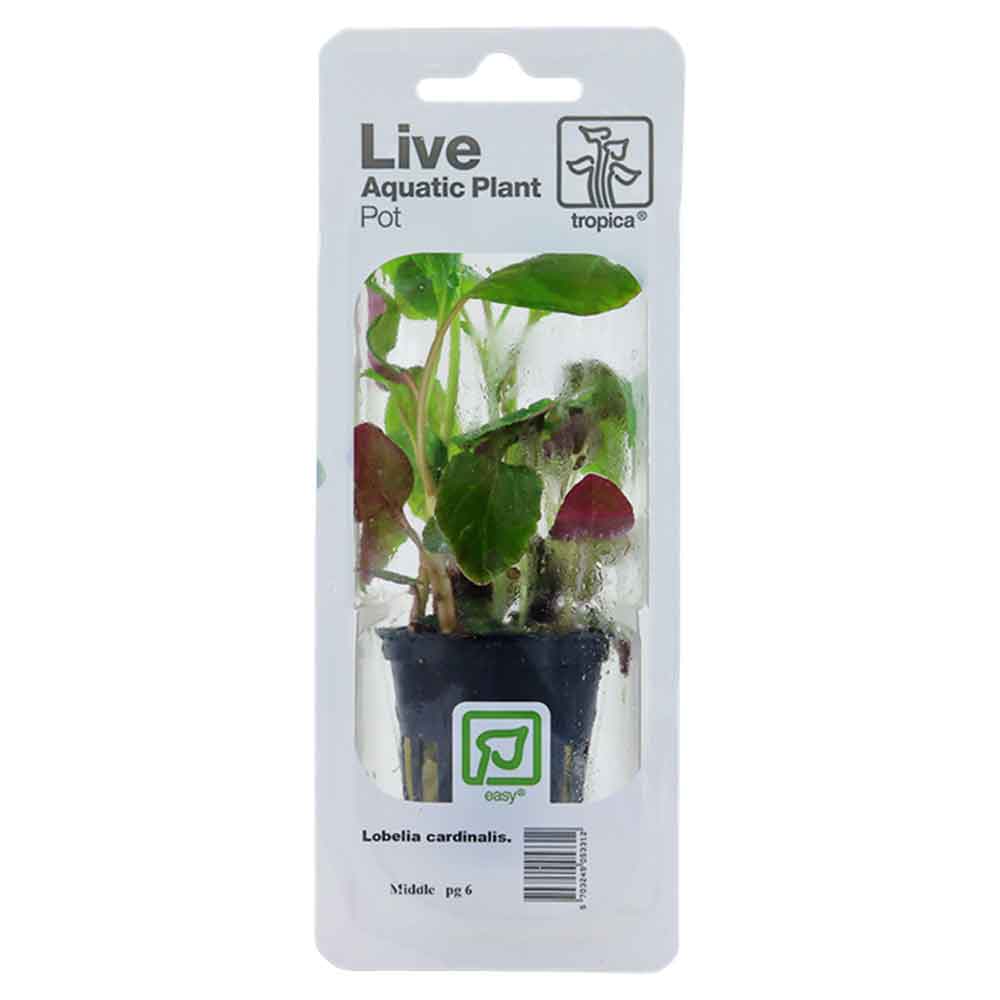 Tropica Single Package Pianta Lobelia Cardinalis vasetto