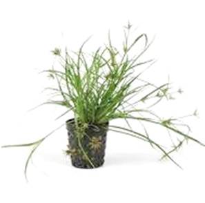 Pianta Juncus Repens vasetto