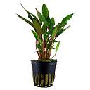 Tropica Pianta Cryptocoryne Beckettii "Petchii" in vasetto