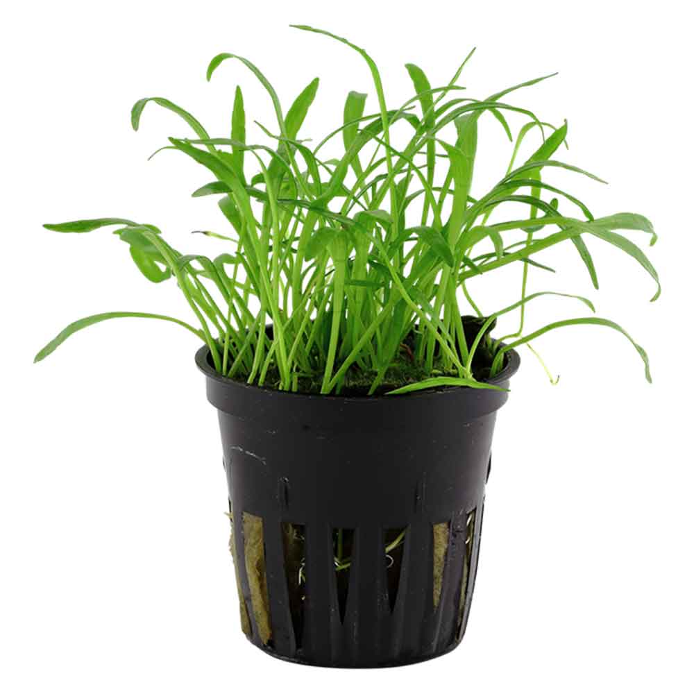 Tropica Pianta Lilaeopsis Brasiliensis in vasetto