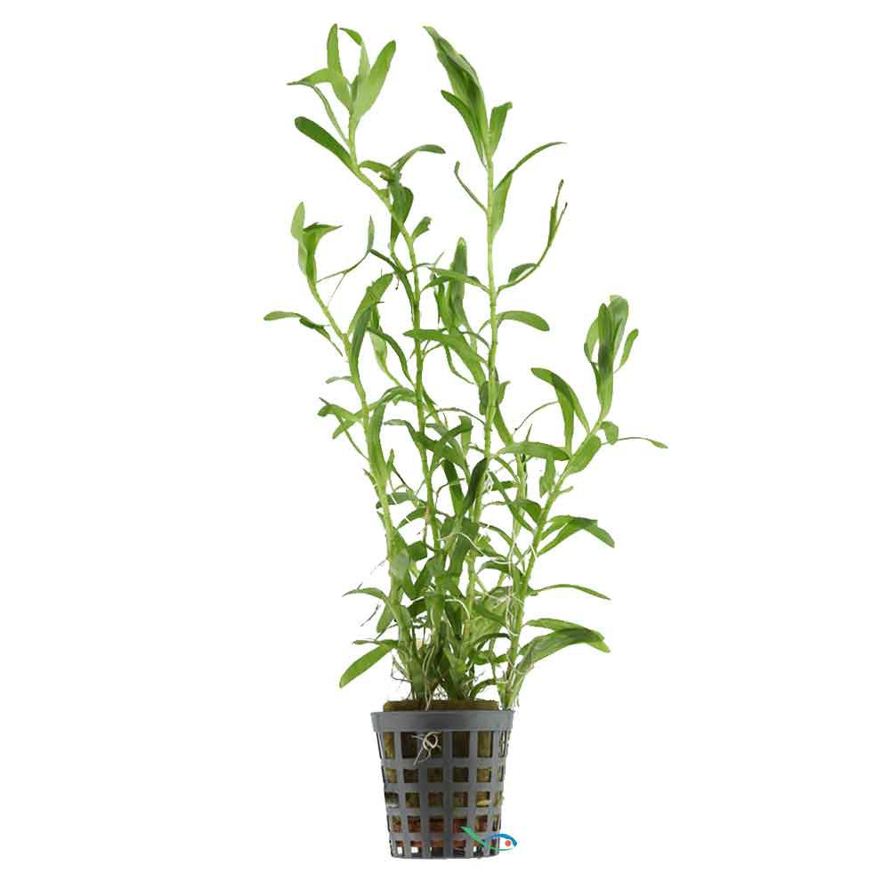 Aquafleur Pianta Heteranthera Zosterifolia vasetto