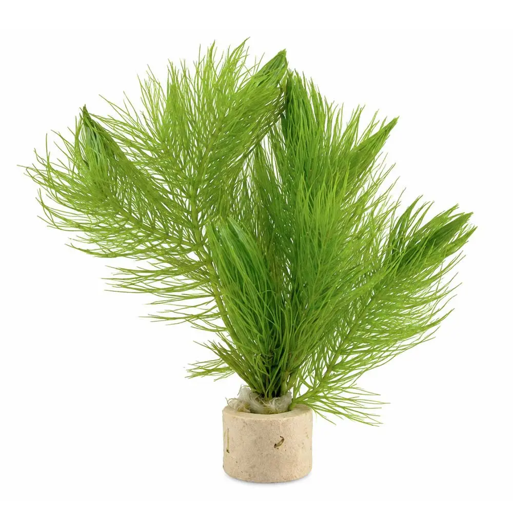 Pianta Ceratophyllum Demersum