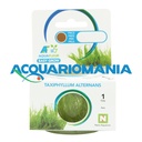 Aquafleur Easy Grow PiantaUtricularia Graminifolia in Vitro Cup