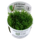 Tropica 1•2•Grow! Pianta Taxiphyllum sp 'Spiky Moss' in Vitro Cup