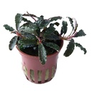 Tropica Pianta Bucephalandra 'Kedagang'