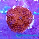 Ricordea Red su roccia o basetta