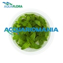 Aquaflora Staurogyne repens in Vitro Cup