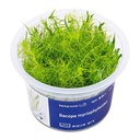 Aqua Art Bacopa Myriophylloides in Vitro Cup