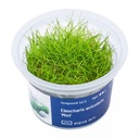 Aqua Art Eleocharis acicularis "Mini" in Vitro Cup