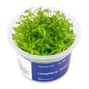 Aqua Art Limnophila sp. "Vietnam" in Vitro Cup