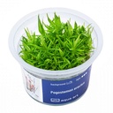 Aqua Art Pogostemon erectus in Vitro Cup